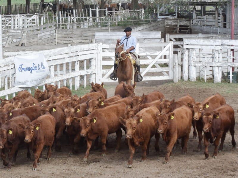 Fiesta Nacional de la Ganadería de Zonas Áridas en General Alvear